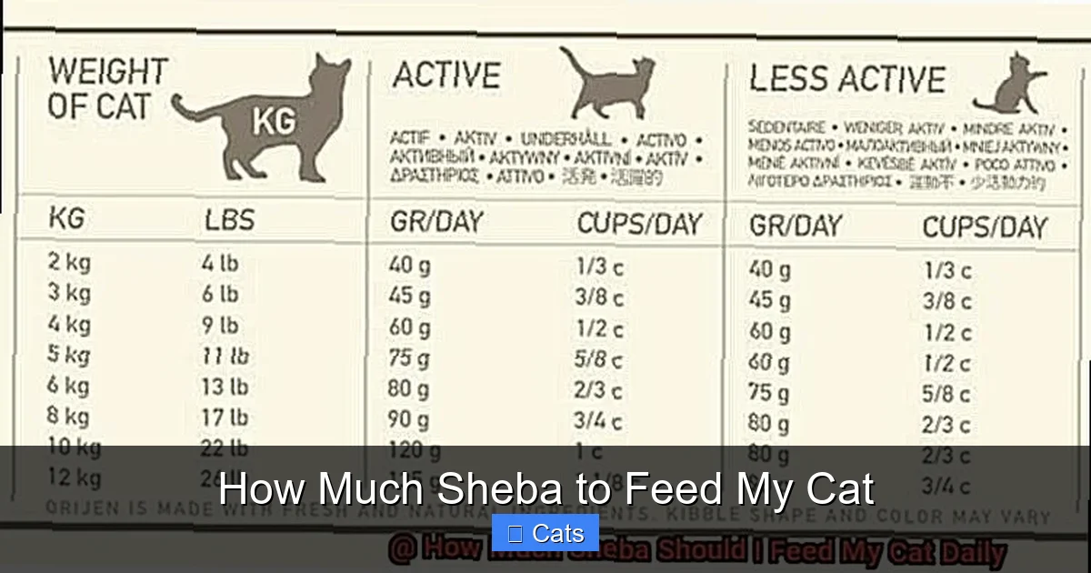 Deciphering the Sheba Feeding Guidelines
