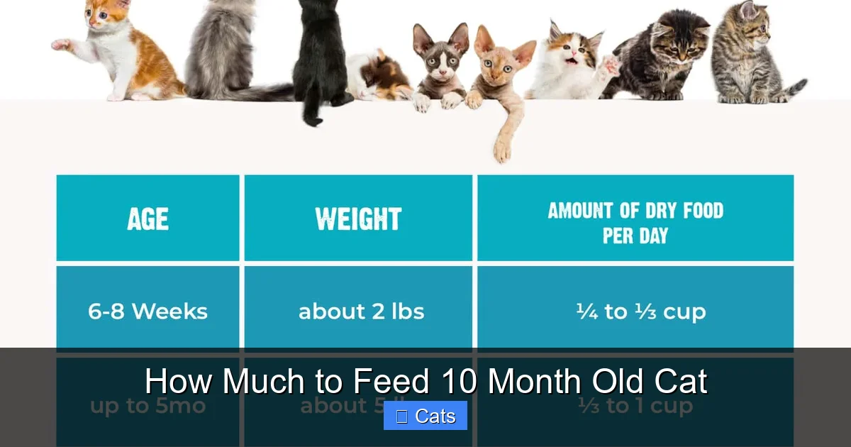 Combining Wet and Dry Food