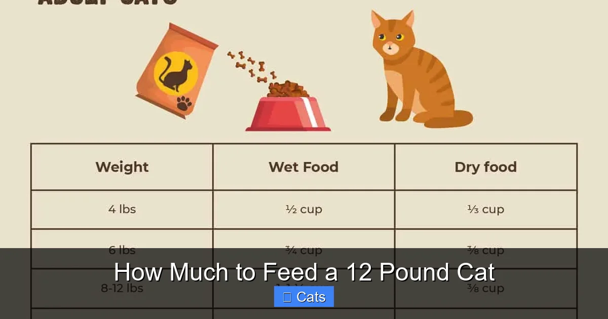 How Much to Feed a 12 Pound Cat