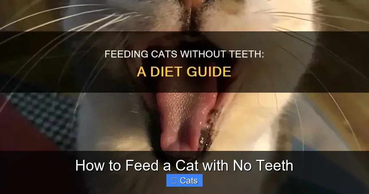 The Joy of a Happy, Healthy Toothless Cat
