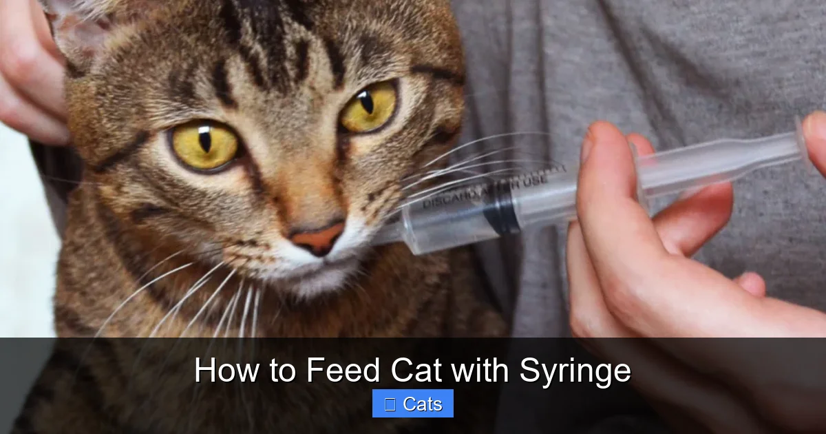 Why Your Cat Might Need Syringe Feeding