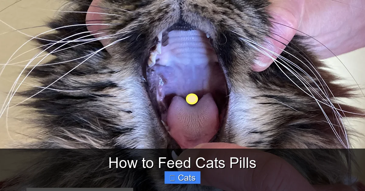 How to Feed Cats Pills