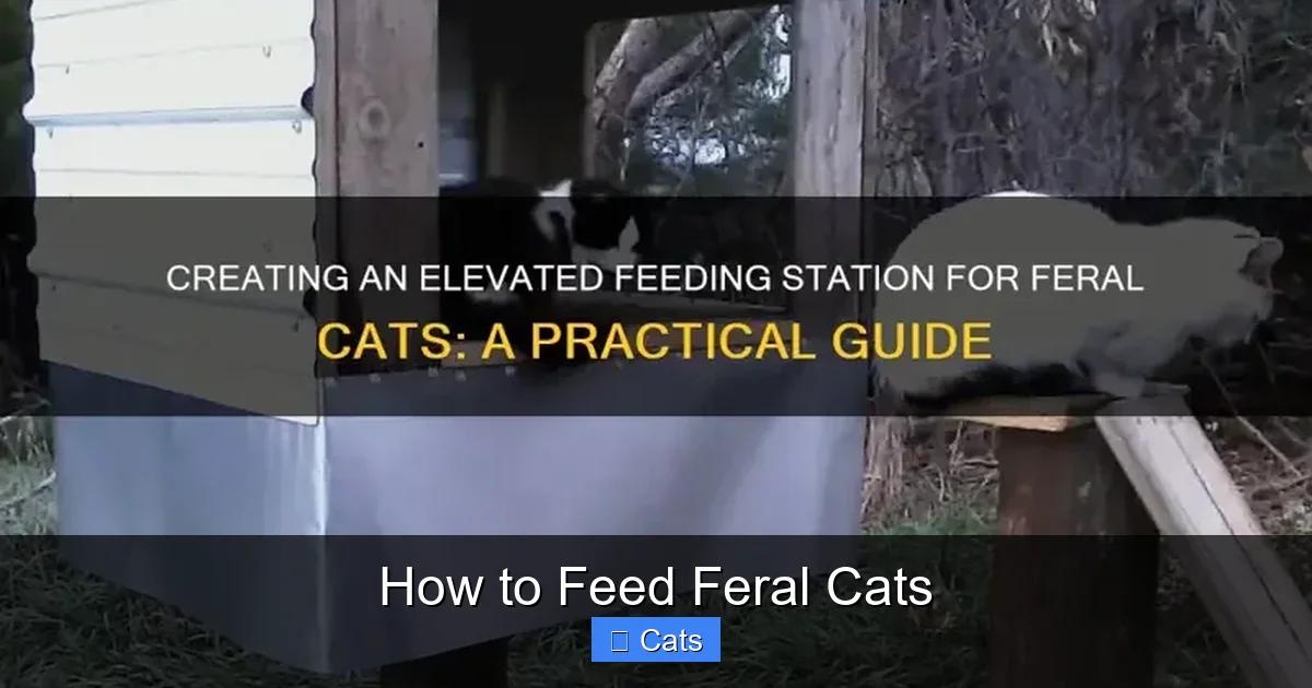 Establishing a Routine for Feral Cats