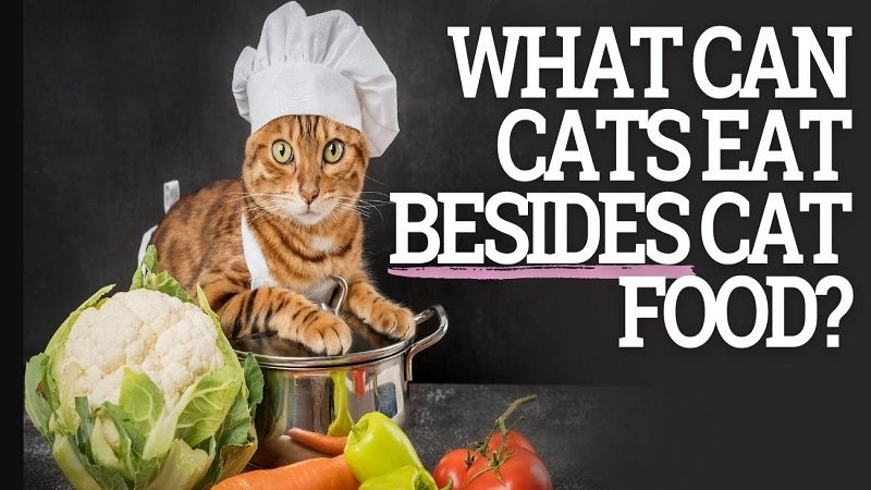 what can i feed cats besides cat food