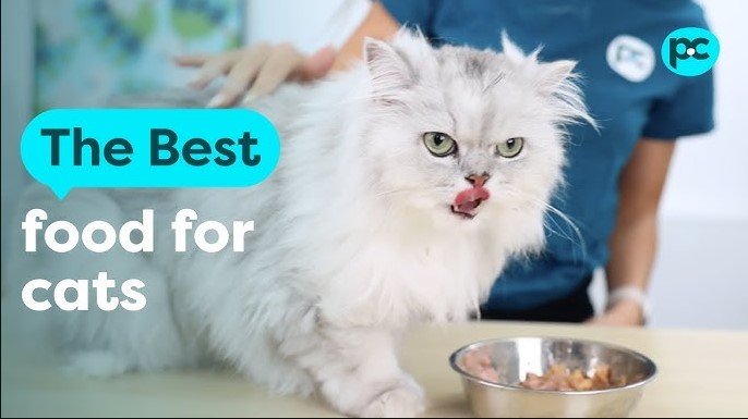 what is the best cat food to feed a cat
