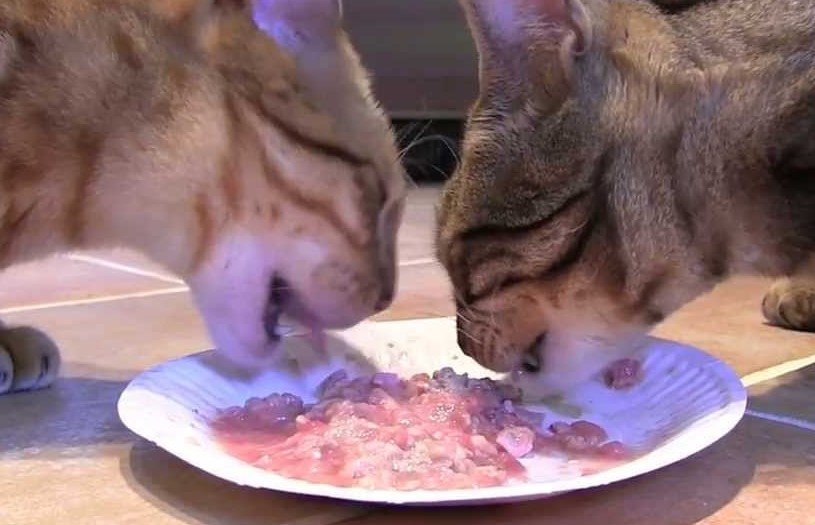 what to feed bengal cats