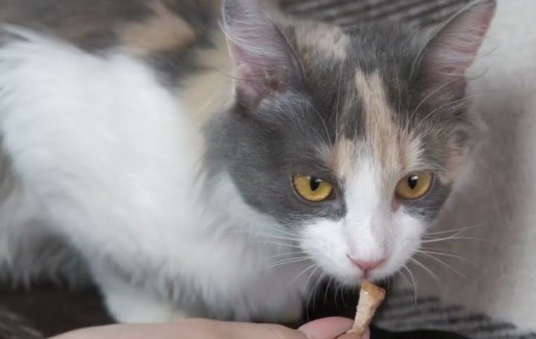 what to feed diabetic cats