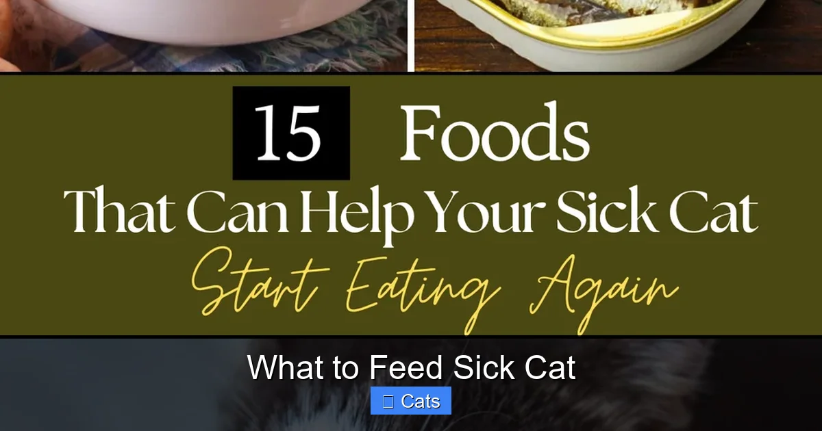 Choosing the Right Foods for a Sick Cat