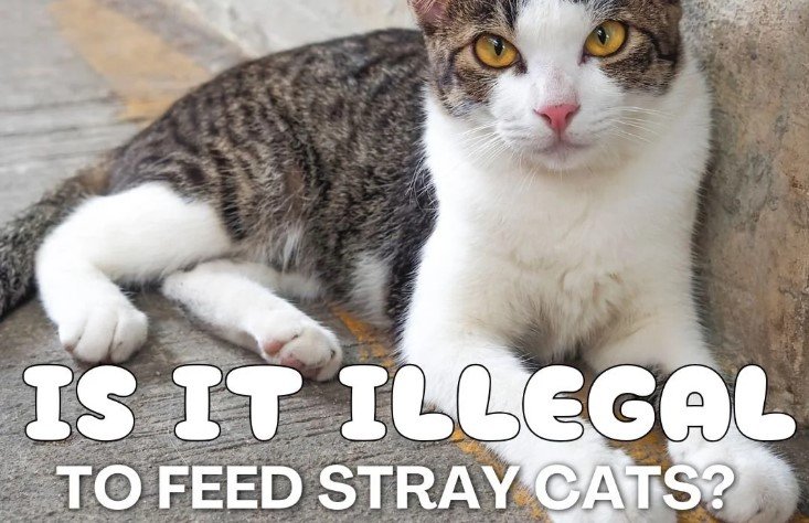 is it illegal to feed stray cats in texas