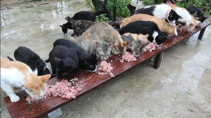 is it ok to feed cats raw chicken