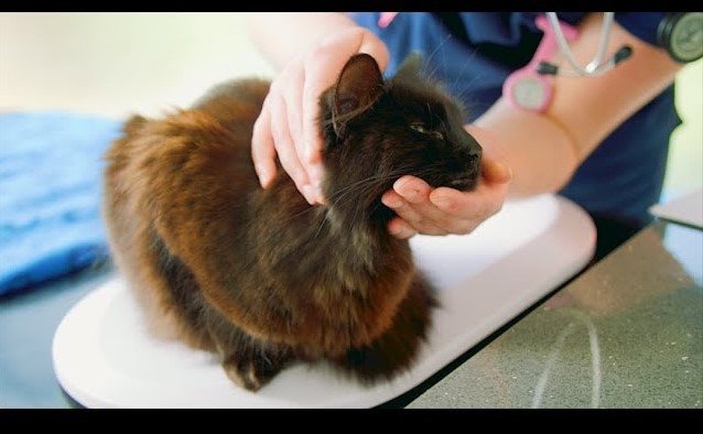 should i feed my cat before the vet