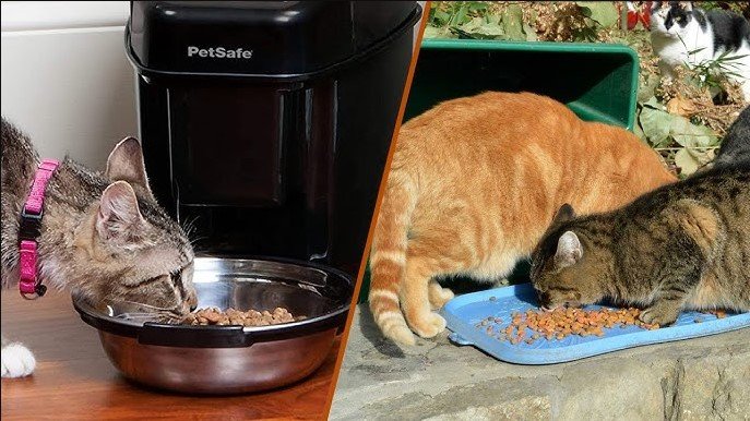 should i feed my cat once or twice a day